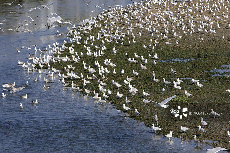 海鸥图片素材