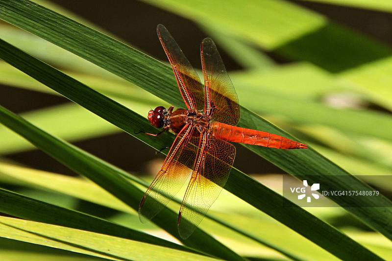 绯红蜻蜓图片素材