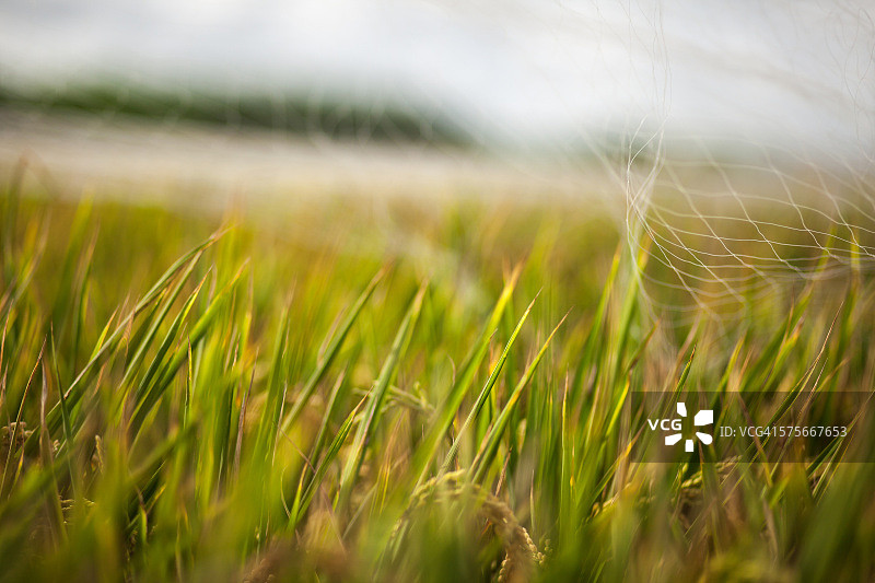 网下的稻田图片素材
