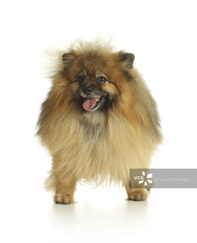 白色背景上的丝毛犬图片素材