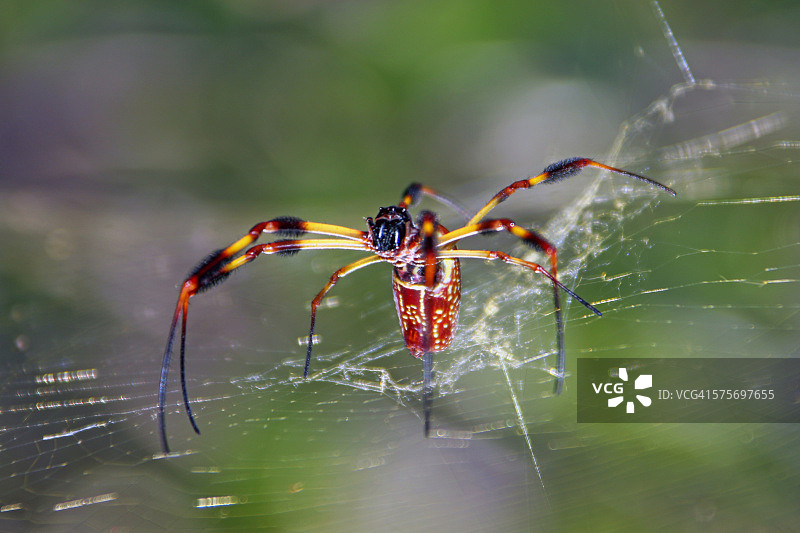 蜘蛛特写图片素材