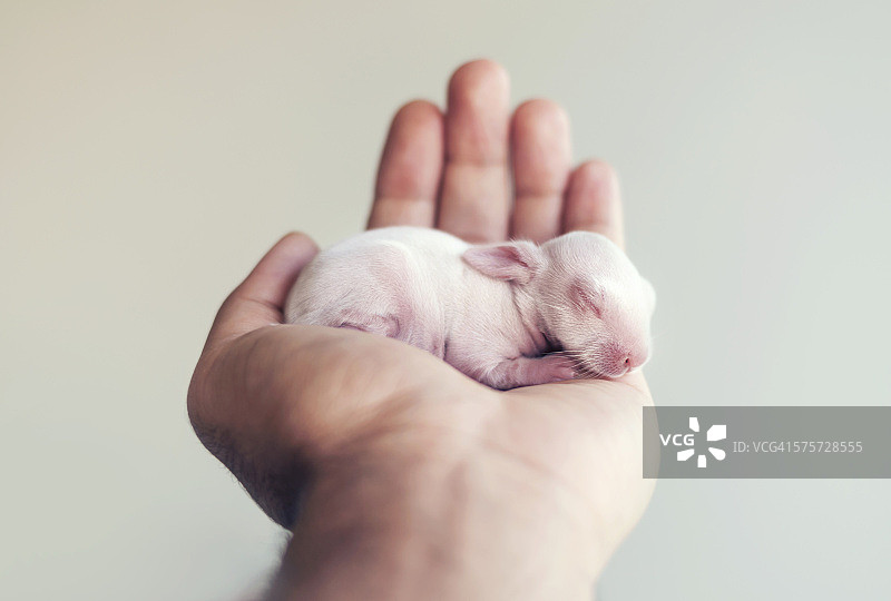 新生小兔子图片素材