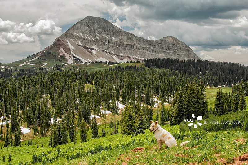 狗与山图片素材