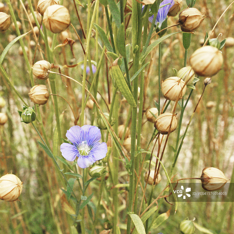 亚麻的花与蒴果图片素材