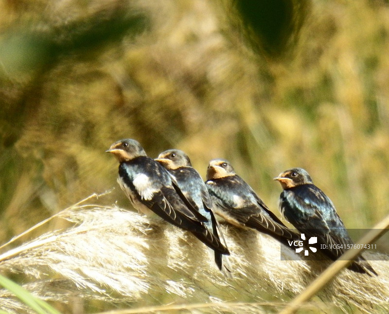 家燕雏鸟图片素材