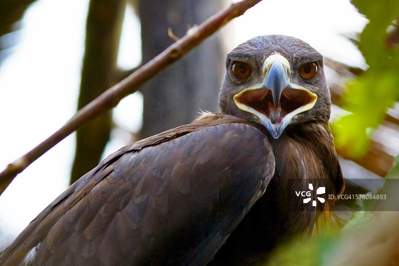 草原雕图片素材