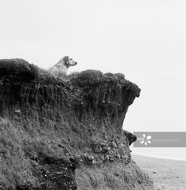 小狗躺在悬崖边，向前看（黑白）图片素材