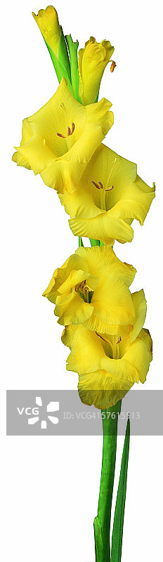 黄色唐菖蒲花茎特写图片素材