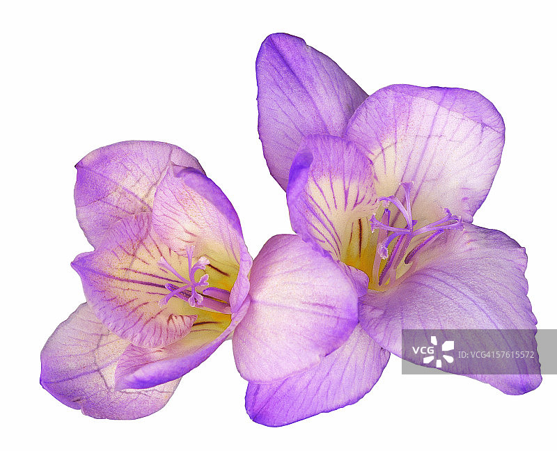 特写：紫色兰花图片素材