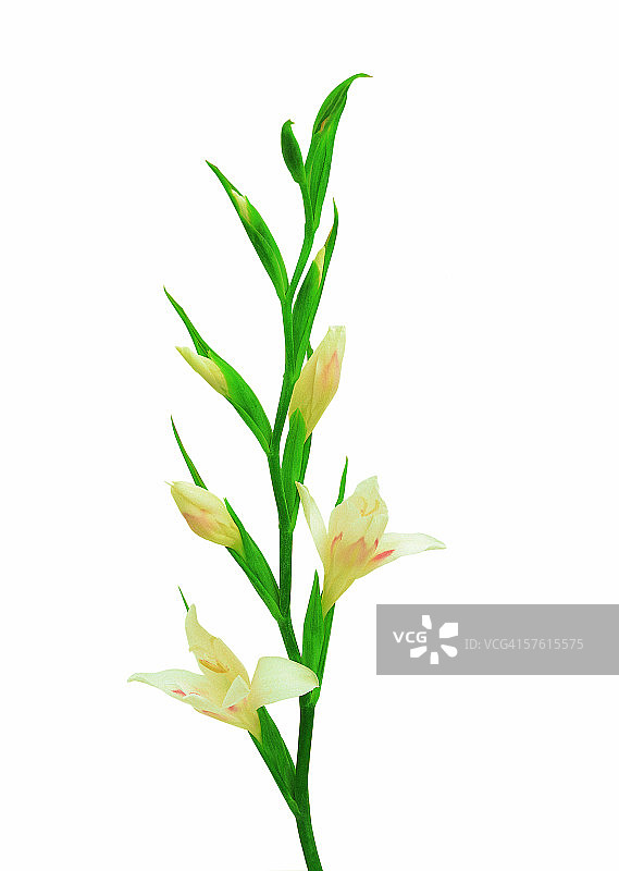 剑兰花的特写图片素材