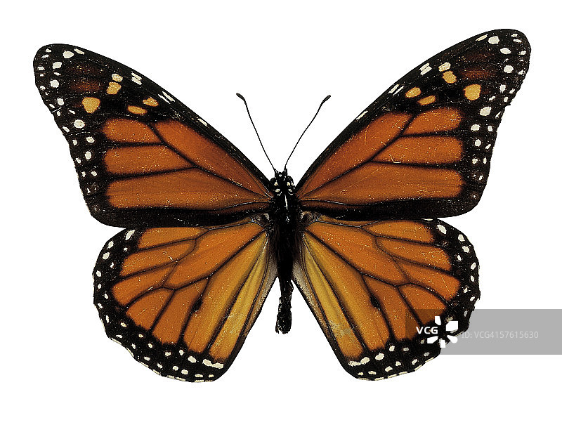 金斑猎蝽蝴蝶特写图片素材