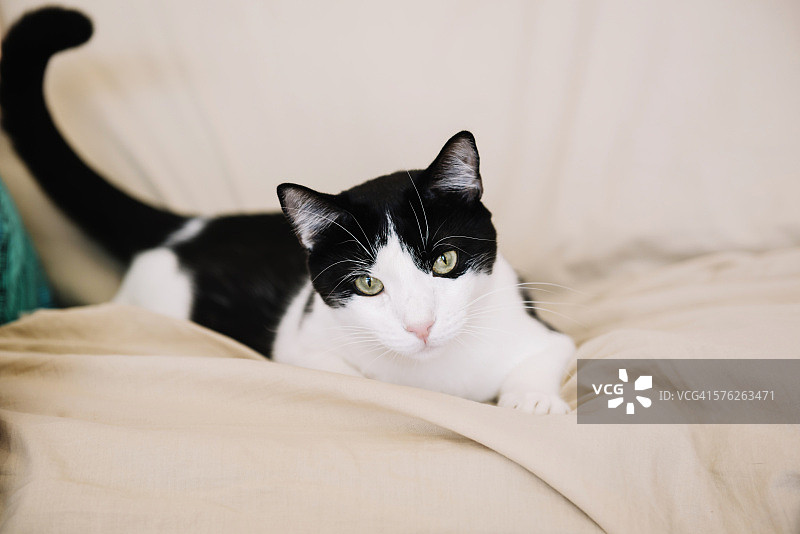 坐在沙发上的可爱猫咪图片素材