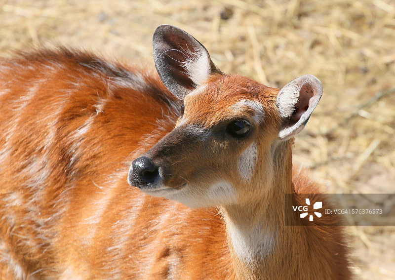 雌性西塔通加羚羊图片素材