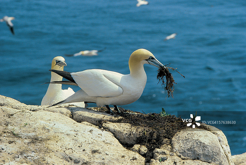 两只鸟筑巢图片素材