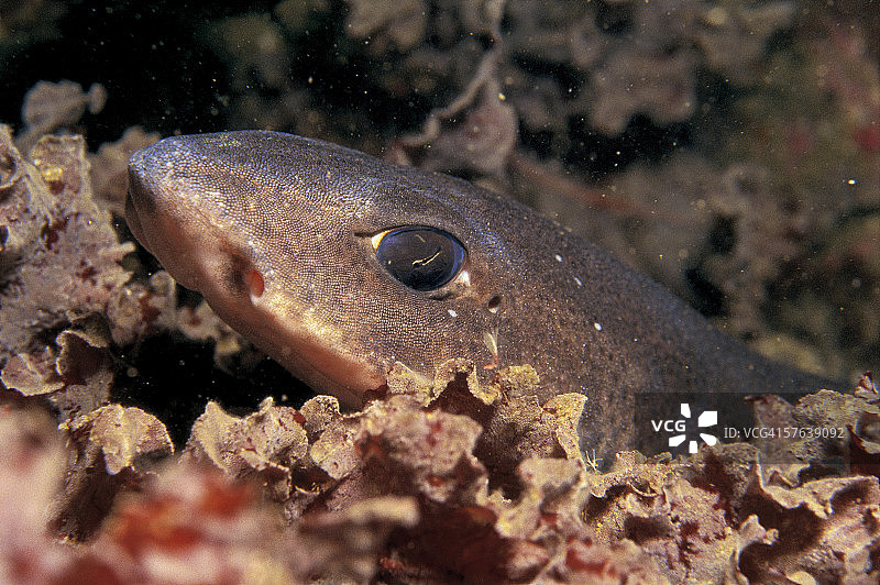 深海中的一条狗鲨图片素材