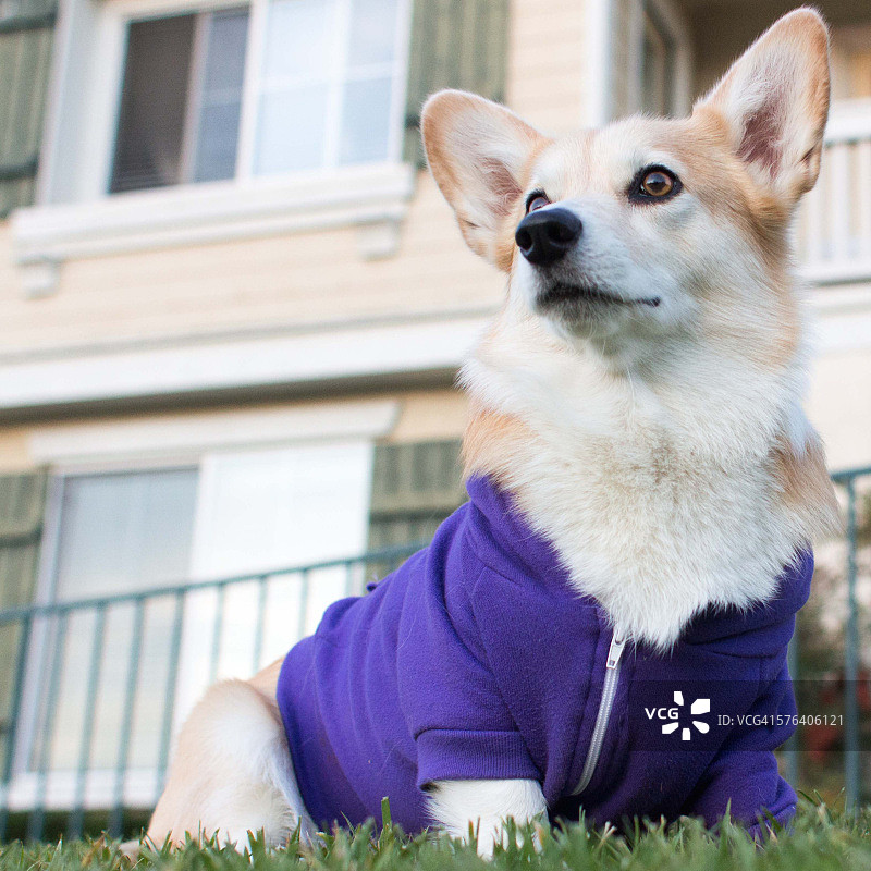 穿着紫色帽衫的柯基犬图片素材
