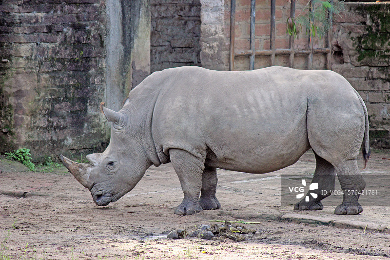 犀牛——大自然的巨人图片素材