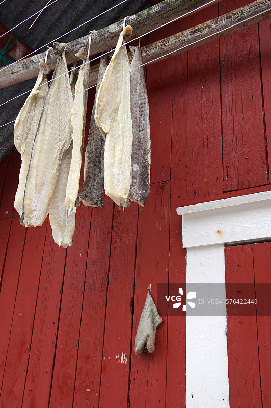 罗弗敦群岛的Stockfish图片素材