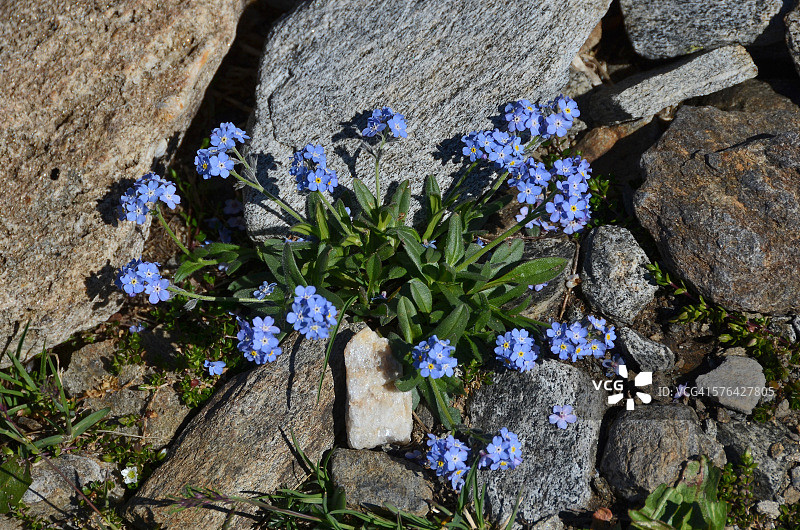勿忘我（高山勿忘我）图片素材