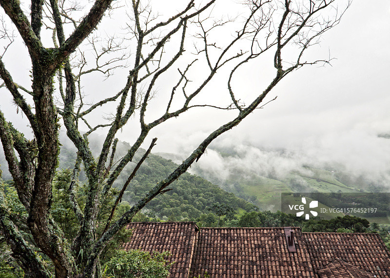 山脉中雾气笼罩的枯树图片素材