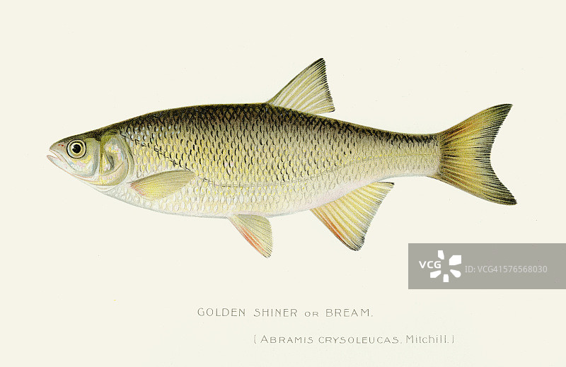 1897年金色鲤鱼插画图片素材