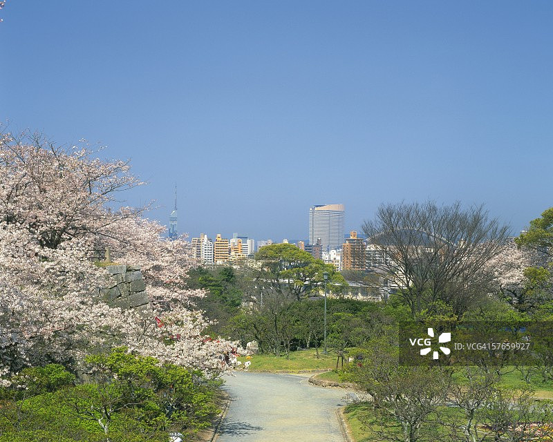 福冈舞鹤公园的樱花图片素材