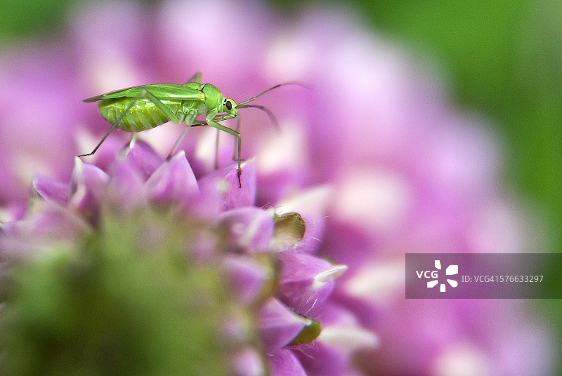美女与野兽图片素材