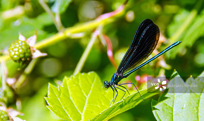 蜻蜓与野莓图片素材