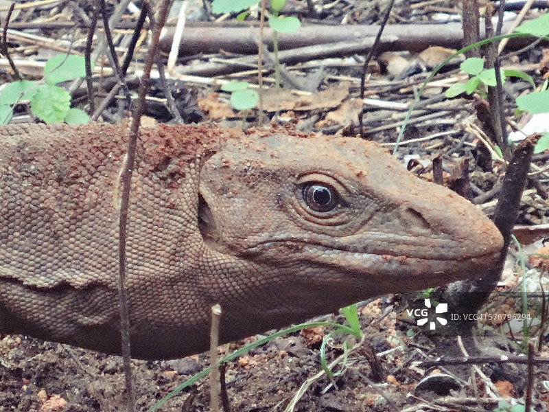 孟加拉巨蜥图片素材
