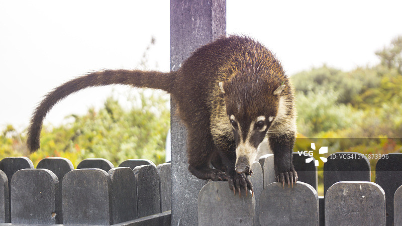 白鼻浣熊图片素材