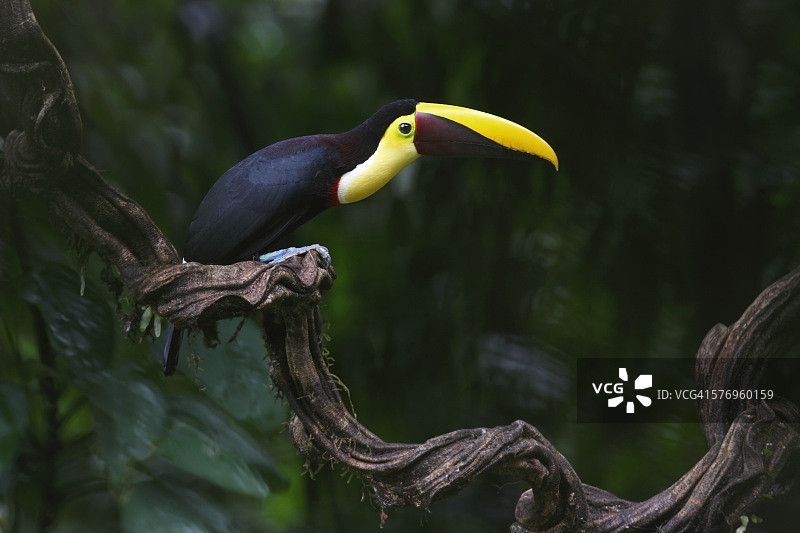 黑喙巨嘴鸟图片素材