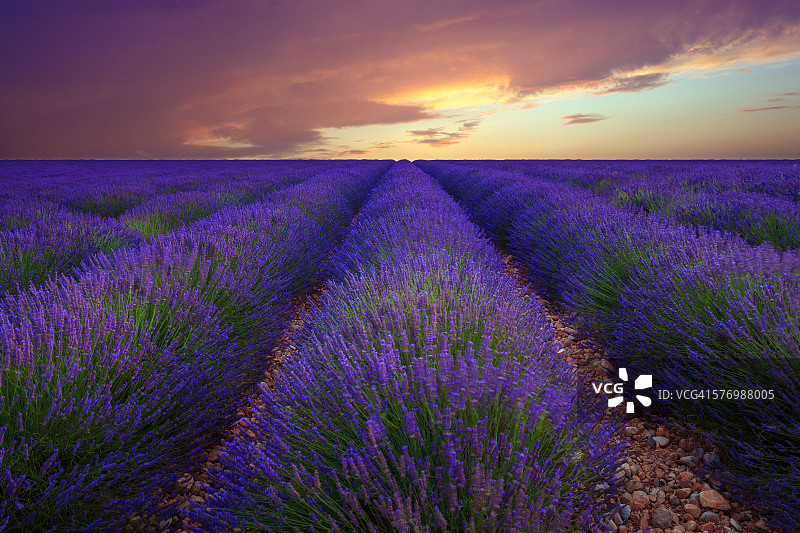 普罗旺斯美丽的薰衣草田图片素材