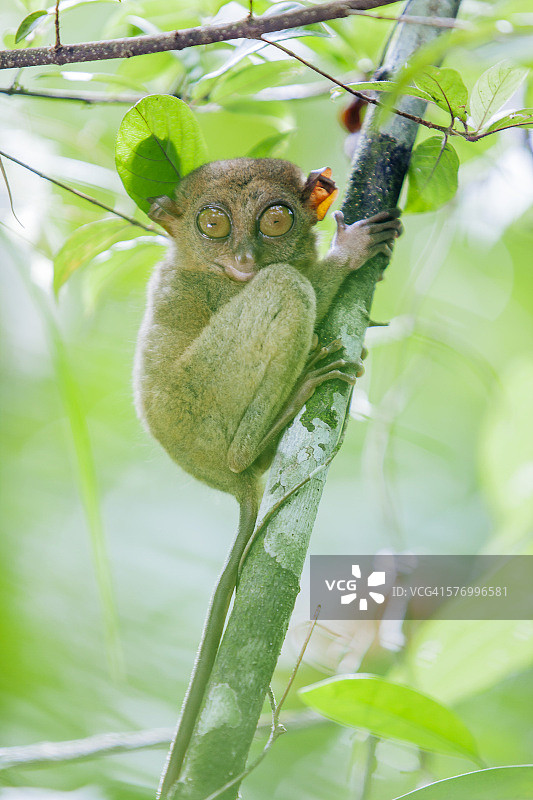 菲律宾眼镜猴图片素材