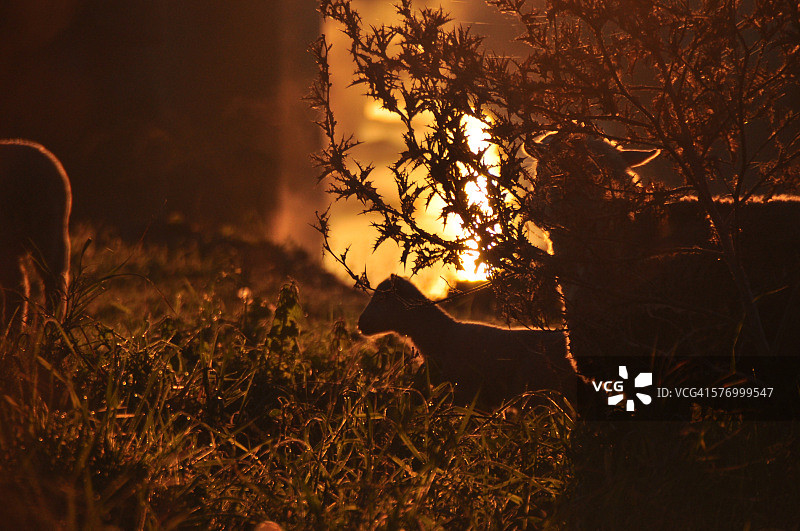 小绵羊剪影图片素材