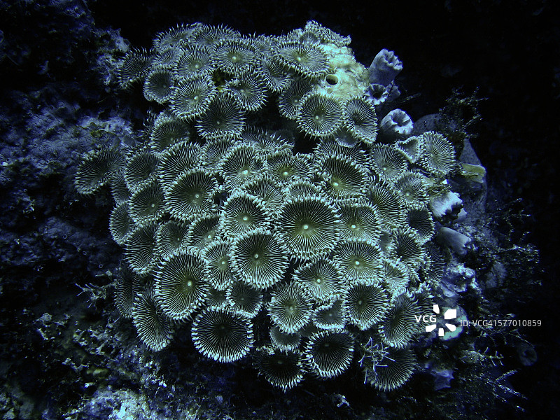 Palythoa图片素材