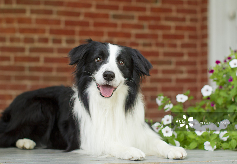 门廊上的边境牧羊犬图片素材