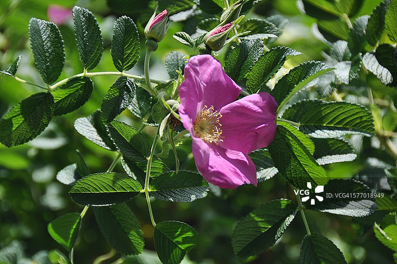 野玫瑰灌木图片素材