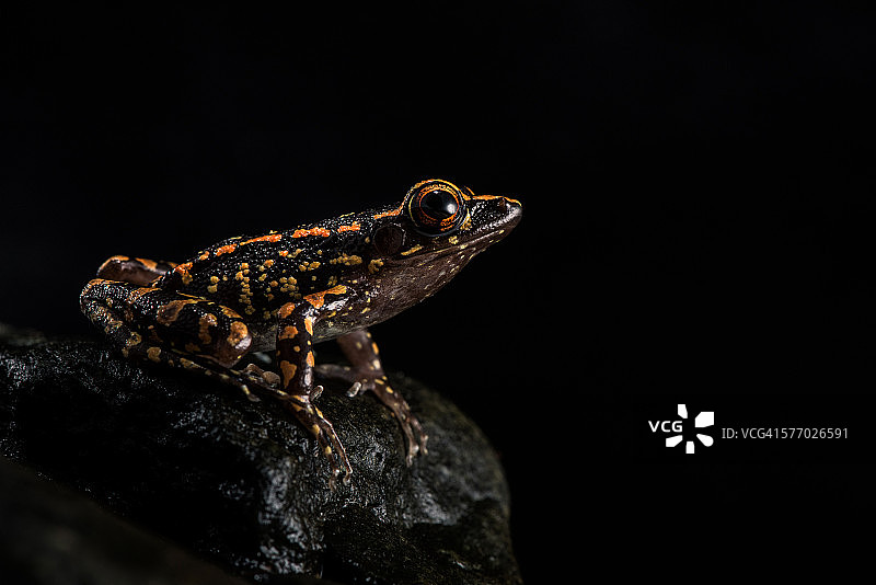 斑点溪蛙图片素材