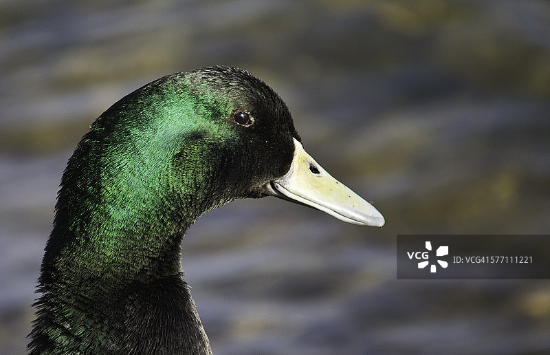 鸭子头部图片素材