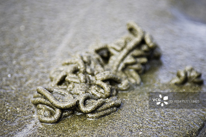 沙地里的蠕虫图片素材