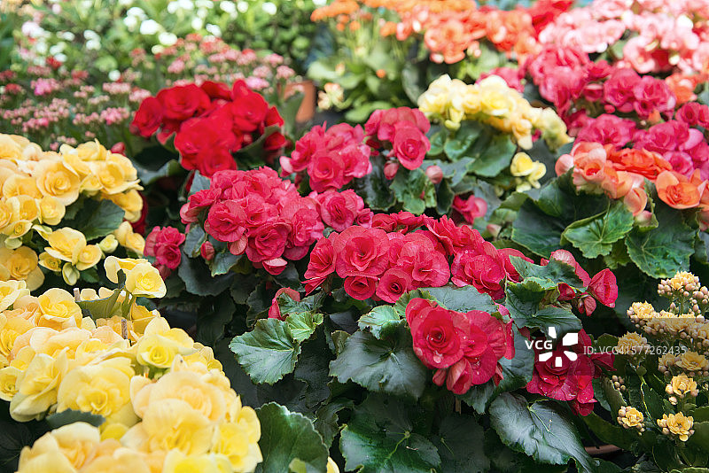 一簇海棠花景色图片素材