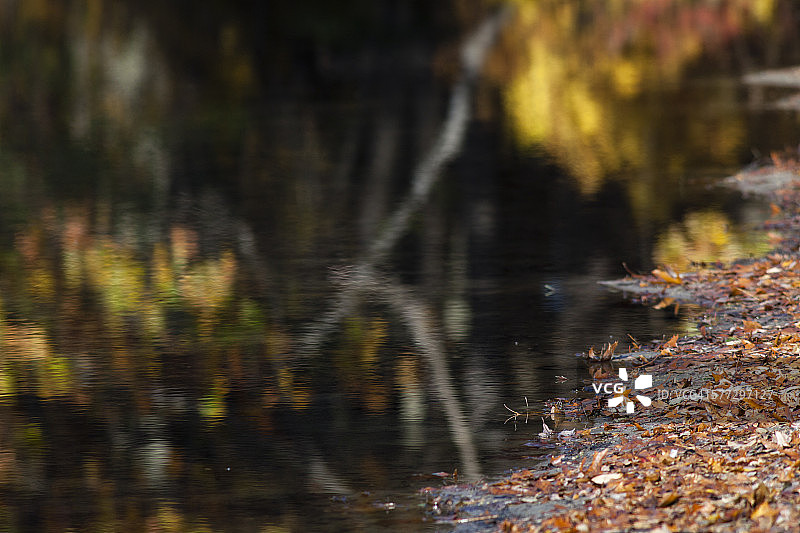湖边的秋色图片素材