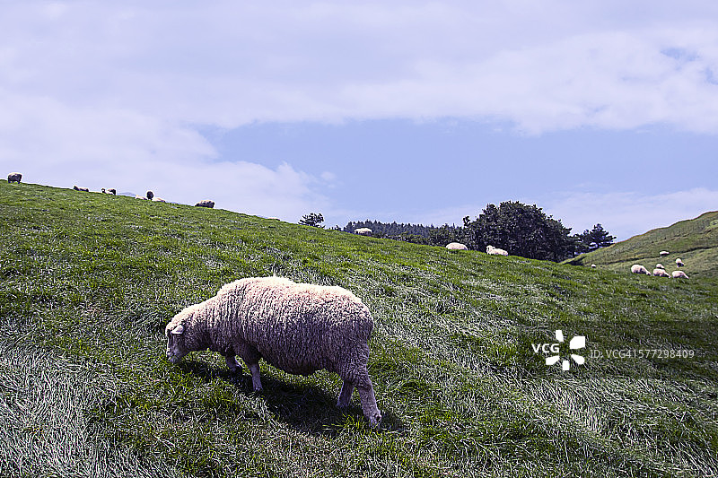 绵羊景观图片素材