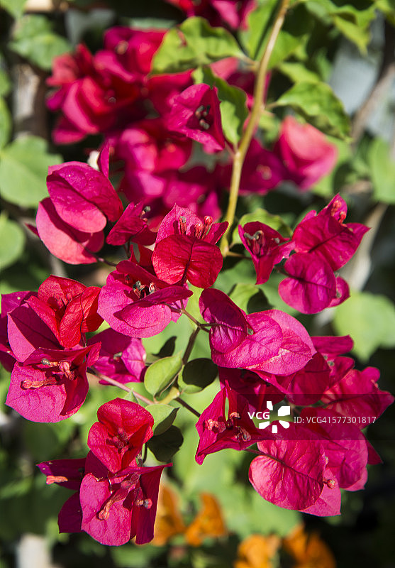 南蒂罗尔的三角梅花特写图片素材