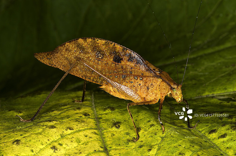 Orophus tesellatus II图片素材