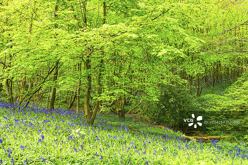 绿色的树图片素材