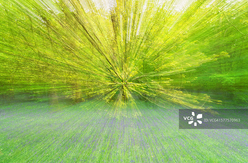 模糊的树木图片素材