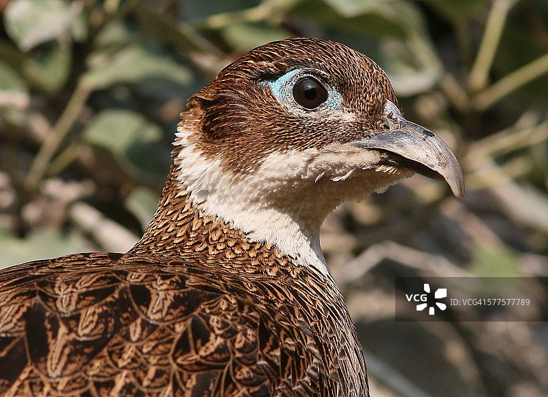 喜马拉雅虹雉图片素材