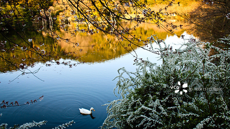 湖中鸭子图片素材