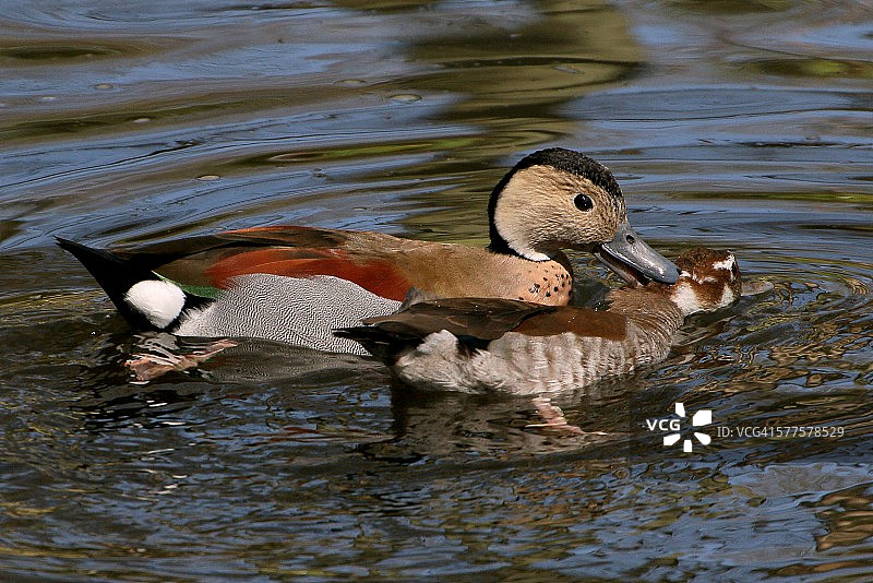 凤头鸭求偶图片素材